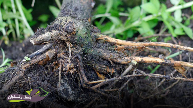 درمان پوسیدگی ریشه درختان