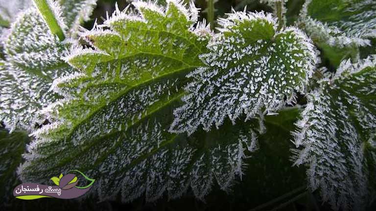 نقش آمینو اسید در گیاهان به عنوان تنش سرمایی