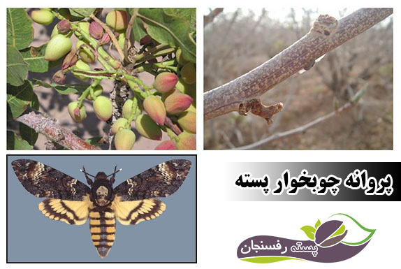 پروانه چوبخوار پسته Kermania pistaciella Amsel