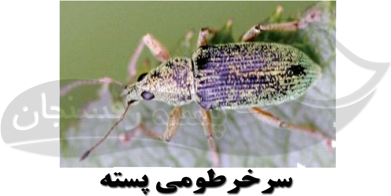 ویژگی های آفت سرخرطومی درخت پسته