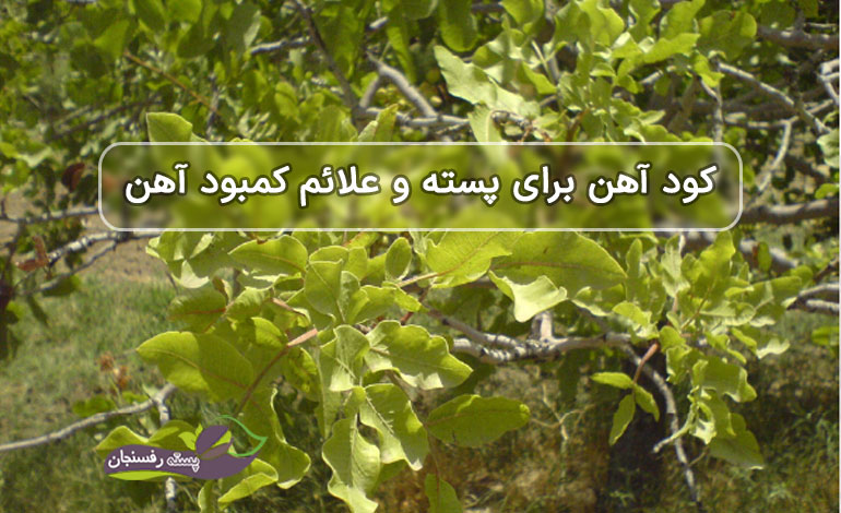 کود آهن برای پسته