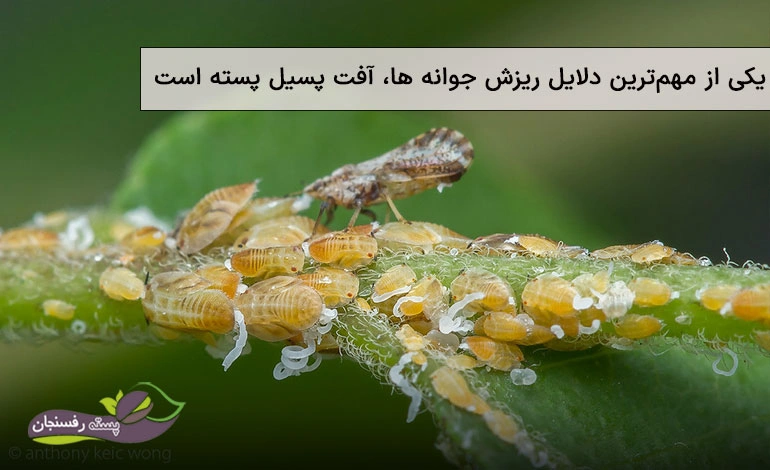 ریزش جوانه های پسته