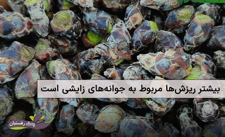 علت ریزش جوانه های پسته