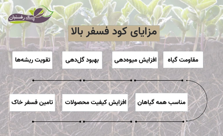 کود فسفر بالا چیست