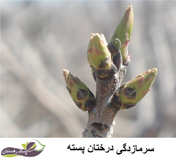 سرمازدگی درختان پسته