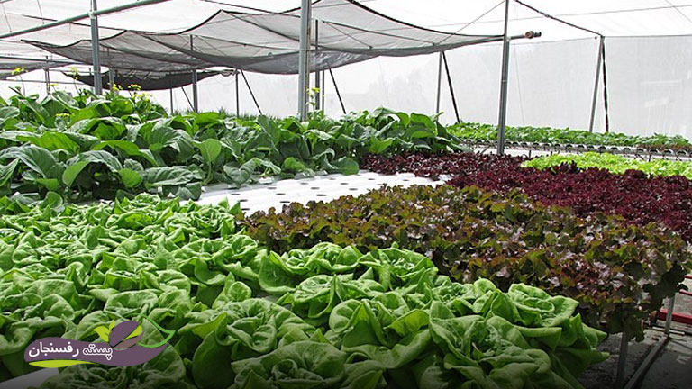 کاشت سبزیجات و گیاهان دارویی در گلخانه
