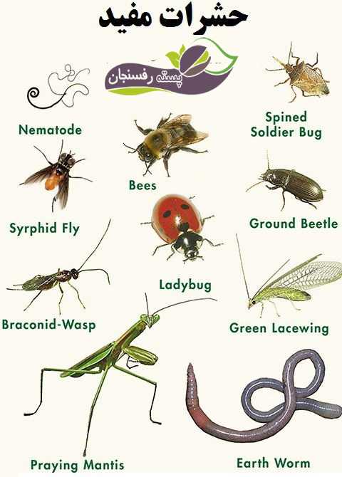  حشرات مفید در کنترل آفات کشاورزی