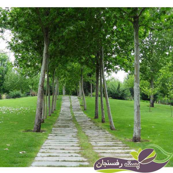  چه درختانی برای کاشت در اصفهان مناسب است؟