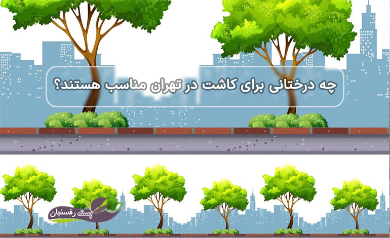 درختان مناسب کاشت در تهران