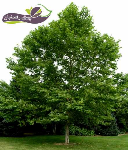  چه درختانی برای کاشت در تهران مناسب هستند؟