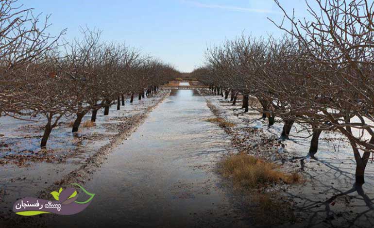 آبشویی زمستانه درخت پسته