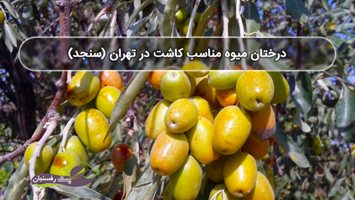 درختان میوه مناسب کاشت در تهران (سنجد)