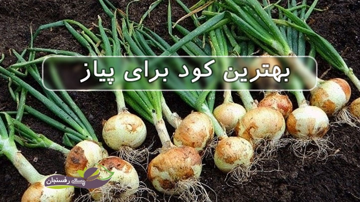 بهترین کود برای پیاز