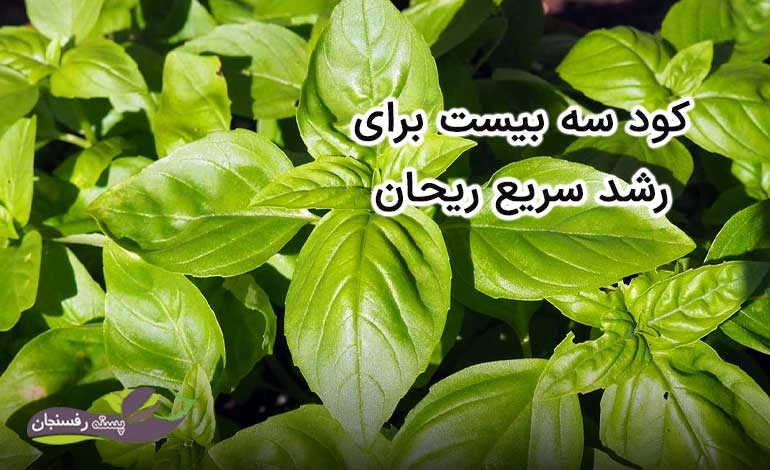 کود سه بیست برای رشد سریع ریحان