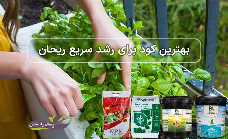 کود برای رشد سریع ریحان