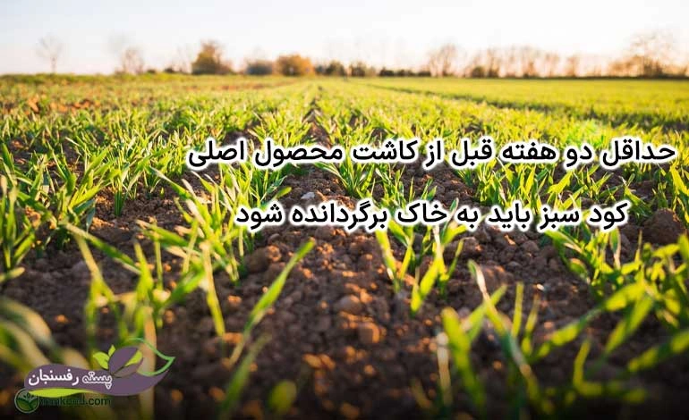 بهترین زمان استفاده از کود سبز چه زمانی است؟