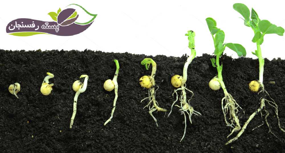 مراحل رشد و نمو گیاهان