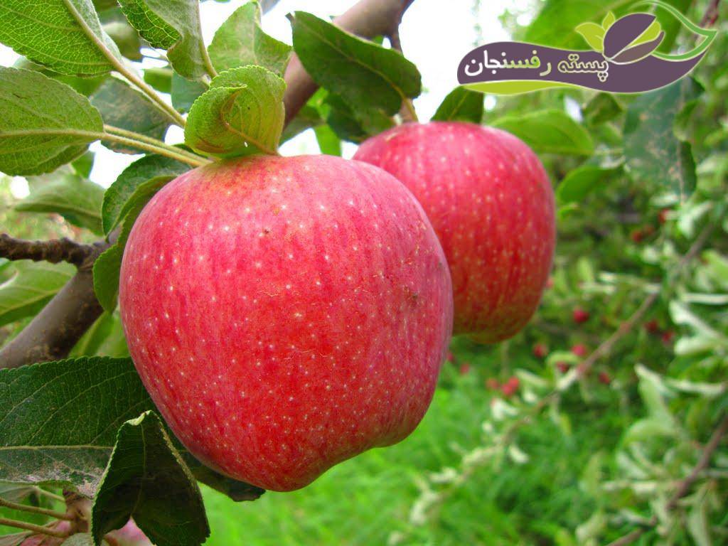 آشنایی با کشاورزی درخت سیب