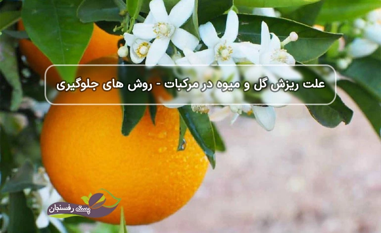 ریزش گل و میوه در مرکبات و راه کارهای کنترل آن