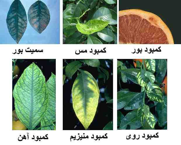  آشنایی با عوامل موثر بر رشد گیاهان