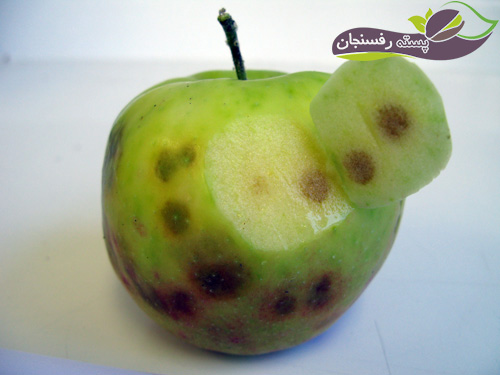 هر انچه باید در مورد بیماری های درختان  سیب بدانیم و راه های مبارزه با انواع بیماری های درخت سیب