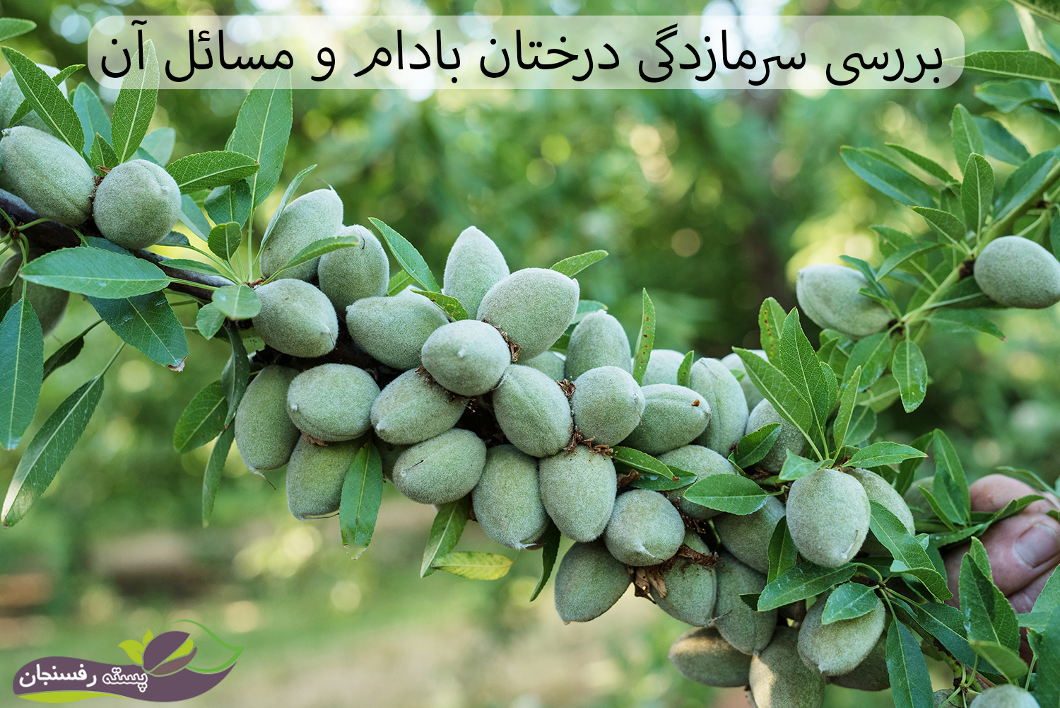 بررسی سرمازدگی درختان بادام و جلوگیری از خسارت زیاد