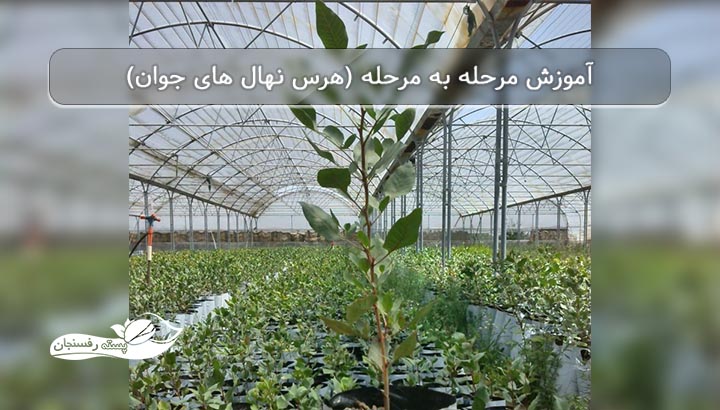 آموزش مرحله به مرحله انواع “هرس نهال های جوان” تا پنج سال