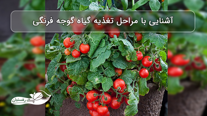  آشنایی با مراحل تغذیه گیاه گوجه فرنگی