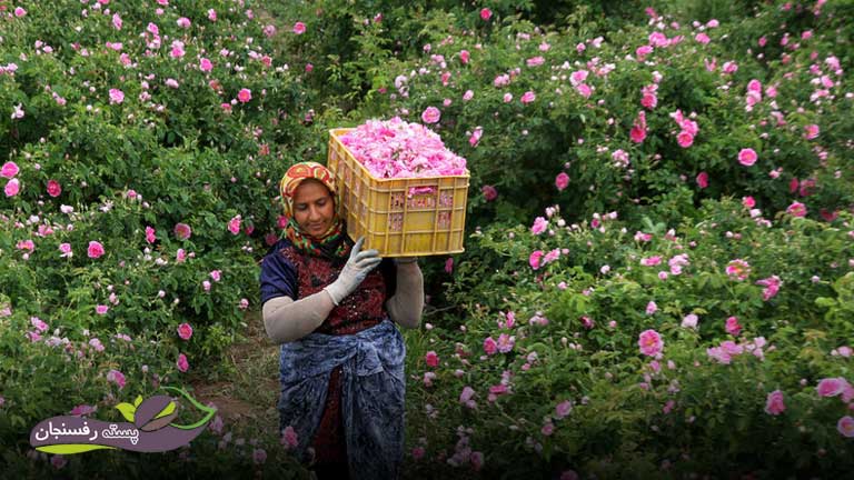 کشت گل محمدی در ایران