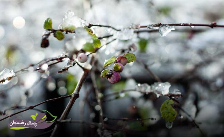آبیاری درختان میوه در زمستان