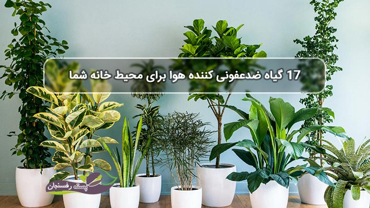  17 گیاه ضدعفونی کننده هوا برای محیط خانه شما