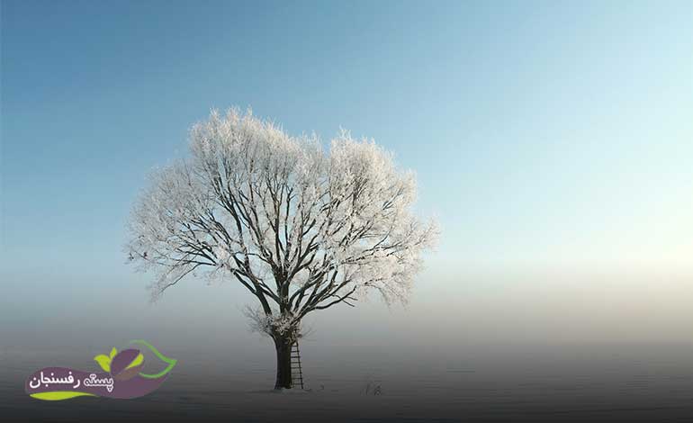 نیاز درختان به آبیاری در زمستان
