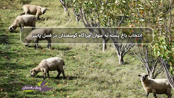 انتخاب باغ پسته به عنوان چراگاه گوسفندان در فصل پاییز
