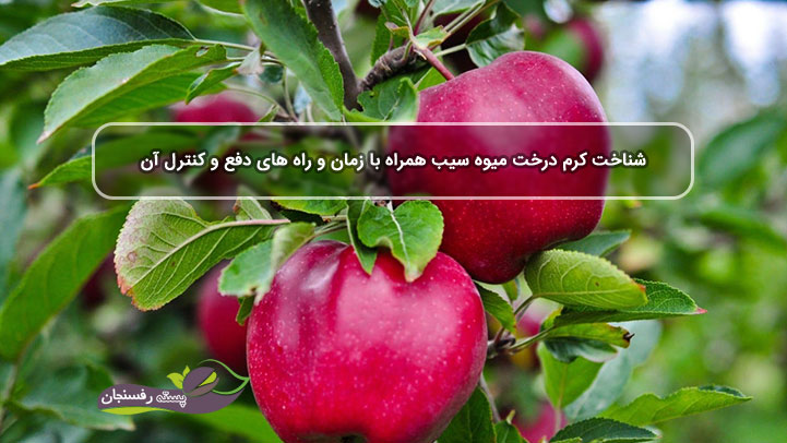  شناخت کرم درخت میوه سیب همراه با زمان و راه های دفع و کنترل آن