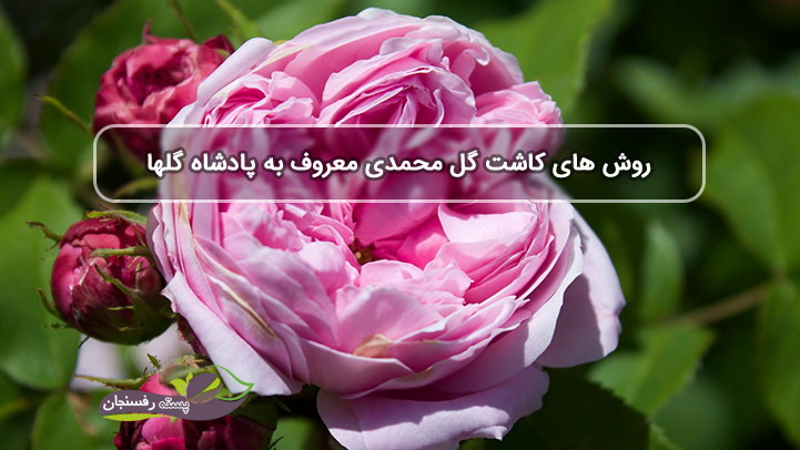 روش های کاشت گل محمدی معروف به پادشاه گلها