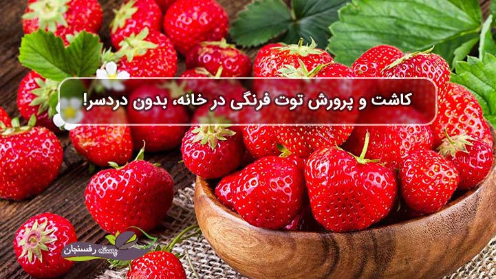  کاشت و پرورش توت فرنگی در خانه، بدون دردسر!