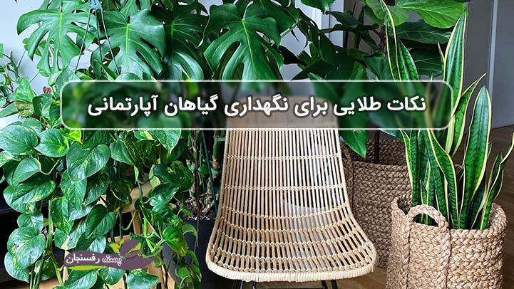 نکات طلایی برای نگهداری گیاهان آپارتمانی