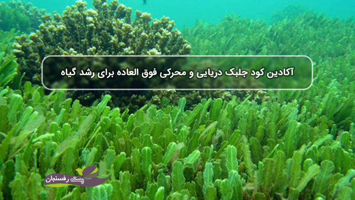 آکادین کود جلبک دریایی و محرکی فوق العاده برای رشد گیاه