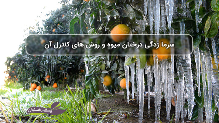  سرما زدگی درختان میوه و روش های کنترل آن