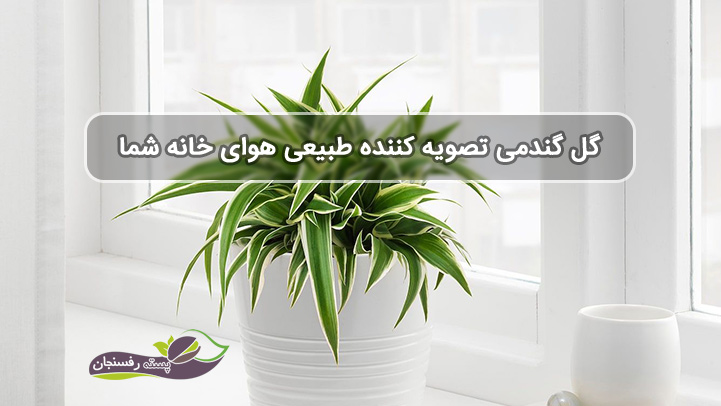 گل گندمی تصفیه کننده طبیعی هوای خانه شما