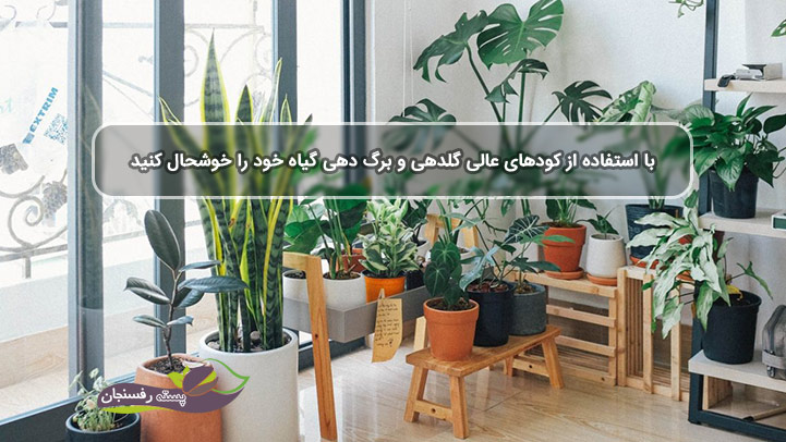 با استفاده از کودهای عالی گلدهی و برگ دهی گیاه آپارتمانی خود را خوشحال کنید