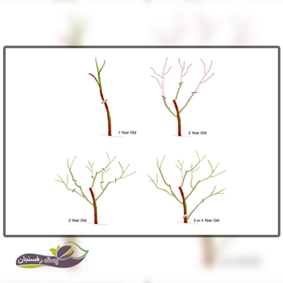 چه خصوصیاتی از پسته باید در برنامه هرس درختان در نظر گرفته شود؟