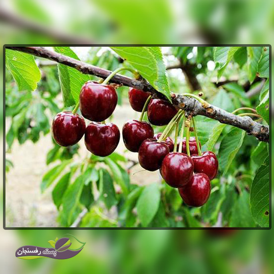 8.گیلاس، میوه خوش طعم تابستانی (Cherry)