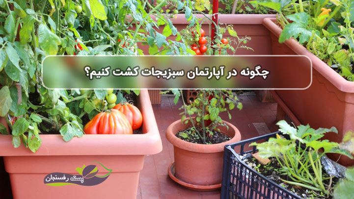 آیا کاشت سبزیجات در آپارتمان امکان پذیر است؟
