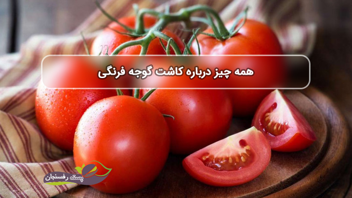  مراحل کاشت گوجه فرنگی، بررسی انواع و خواص آن