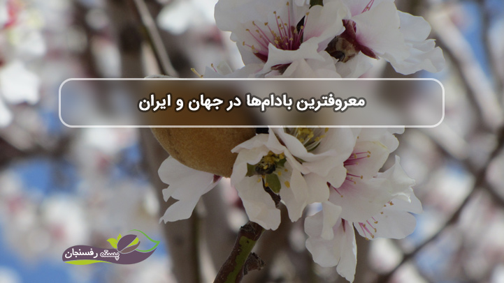  بهترین و پرطرفدارترین انواع بادام آجیلی در ایران و جهان