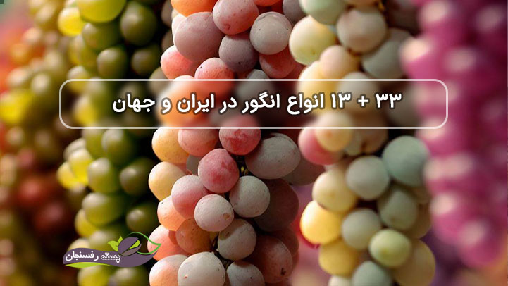 انواع انگور در ایران و جهان