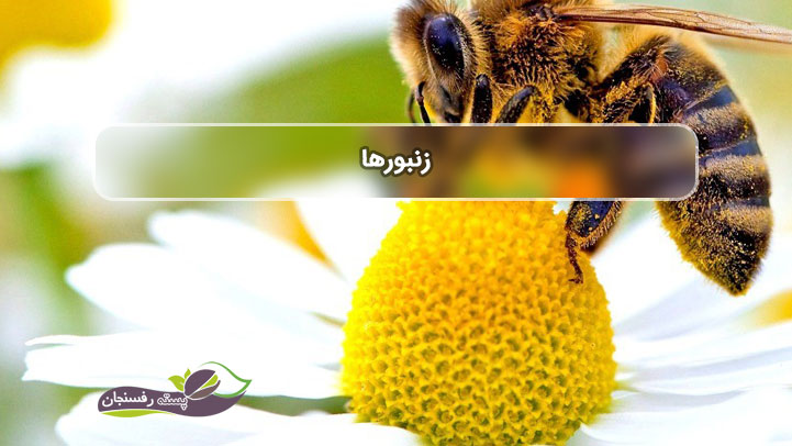  انواع زنبورها واطلاعاتی که کندو داران باید درمورد آنها بدانند