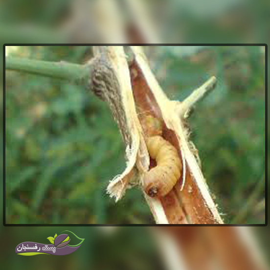 سوسک سرشاخه خوار پسته در پاییز چگونه فعالیت می کند؟