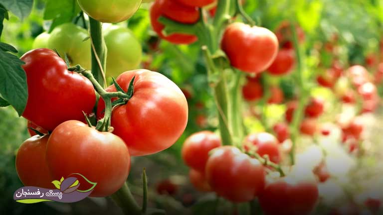 گوجه‌فرنگی بهترین محصول برای کشت بهاره